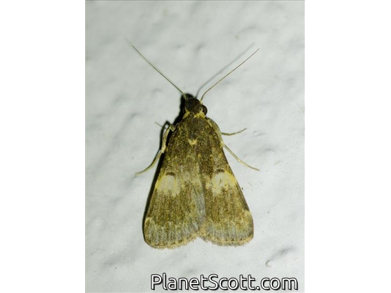 Litter Moth (Hydrillodes sp)