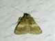 Litter Moth (Hydrillodes sp)