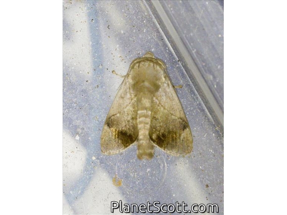 Slug Caterpillar Moth (Setora sp)