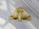 Slug Caterpillar Moth (Setora sp)