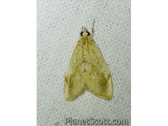 Crambid Snout Moth (Crocidolomia sp)