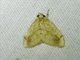 Crambid Snout Moth (Crocidolomia sp)