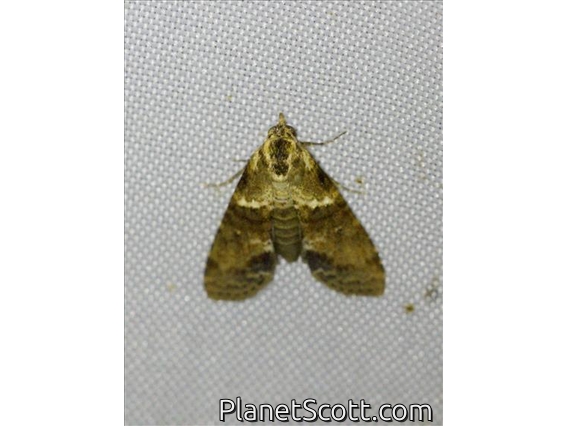 Euteliid Moth (Stictoptera sp)