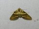 Euteliid Moth (Stictoptera sp)
