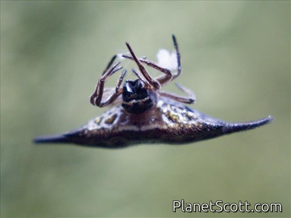 Parallel-spined Spiny Orbweaver (Gasteracantha diardi)