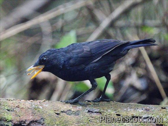 Malayan Whistling-Thrush (Myophonus robinsoni)