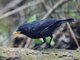 Malayan Whistling-Thrush (Myophonus robinsoni)