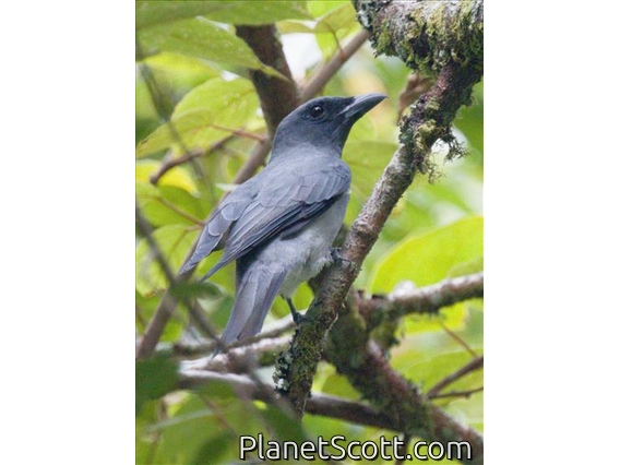 Malayan Cuckooshrike (Coracina larutensis)