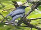 Malayan Cuckooshrike (Coracina larutensis)