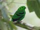 Green Broadbill (Calyptomena viridis) - Male