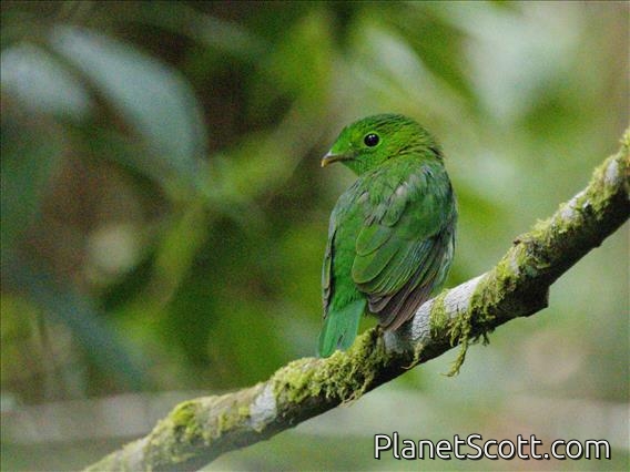 Green Broadbill (Calyptomena viridis) - Female