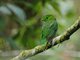 Green Broadbill (Calyptomena viridis) - Female