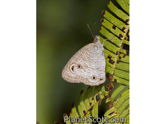 Common Three-Ring (Ypthima pandocus)