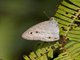Common Three-Ring (Ypthima pandocus)