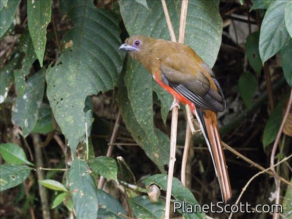 Red-headed Trogon (Harpactes erythrocephalus) - Female