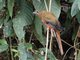Red-headed Trogon (Harpactes erythrocephalus) - Female