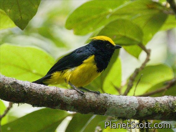 Sultan Tit (Melanochlora sultanea)