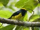 Sultan Tit (Melanochlora sultanea)