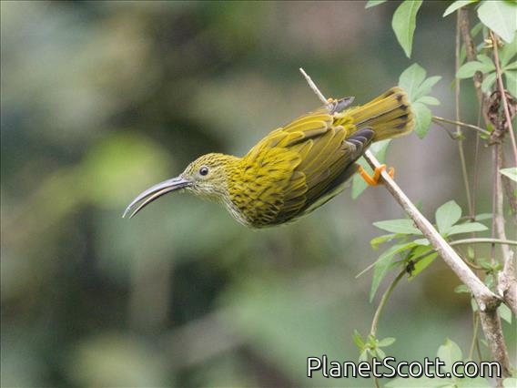 Streaked Spiderhunter (Arachnothera magna)