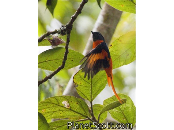 Scarlet Minivet (Pericrocotus speciosus)