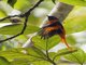 Scarlet Minivet (Pericrocotus speciosus)