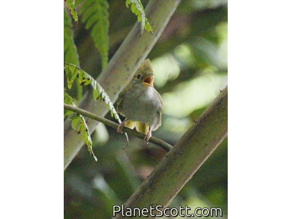 White-bellied Erpornis (Erpornis zantholeuca)