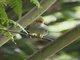 White-bellied Erpornis (Erpornis zantholeuca)