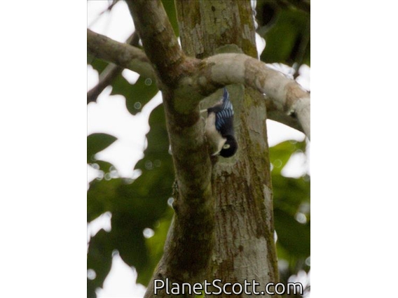 Blue Nuthatch (Sitta azurea)
