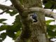 Blue Nuthatch (Sitta azurea)