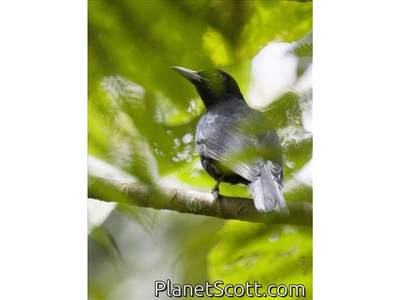 Black-and-crimson Oriole (Oriolus consanguineus)