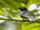 Black-and-crimson Oriole (Oriolus consanguineus)