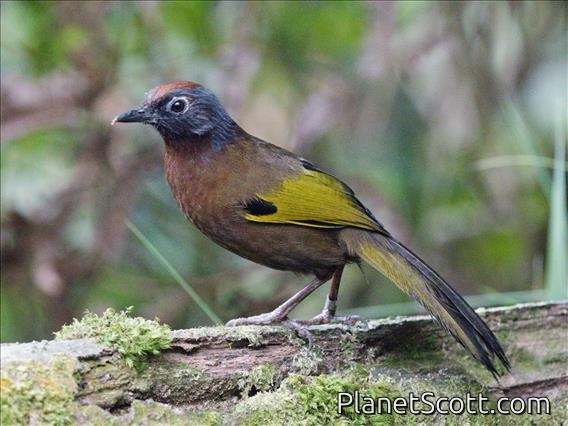 Malayan Laughingthrush (Trochalopteron peninsulae)