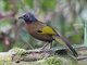 Malayan Laughingthrush (Trochalopteron peninsulae)