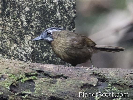 Gray-throated Babbler (Stachyris nigriceps)