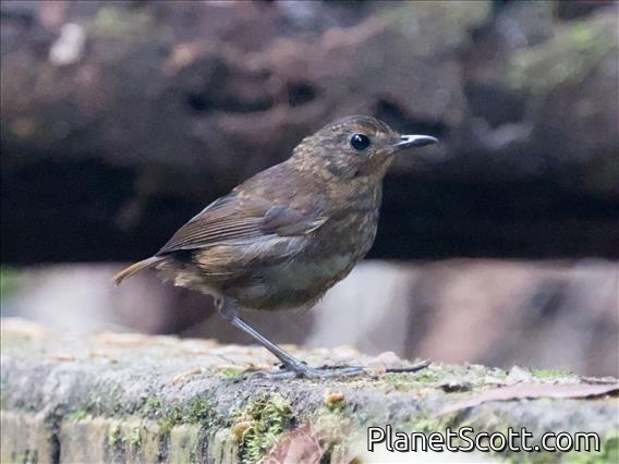 Lesser Shortwing (Brachypteryx leucophrys)