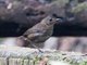Lesser Shortwing (Brachypteryx leucophrys)