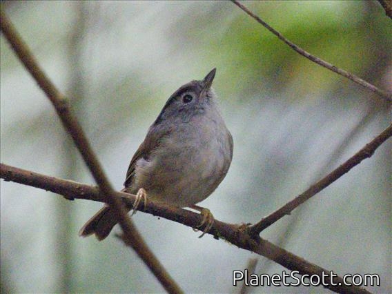 Mountain Fulvetta (Alcippe peracensis)