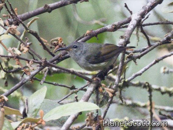 Black-throated Sunbird (Aethopyga saturata) - Female
