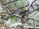 Black-throated Sunbird (Aethopyga saturata) - Female
