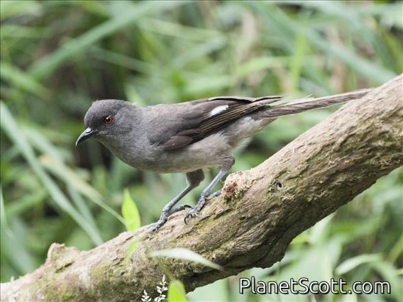 Long-tailed Sibia (Heterophasia picaoides)