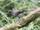 Long-tailed Sibia (Heterophasia picaoides)
