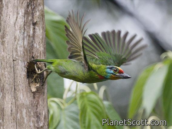 Black-browed Barbet (Psilopogon oorti)
