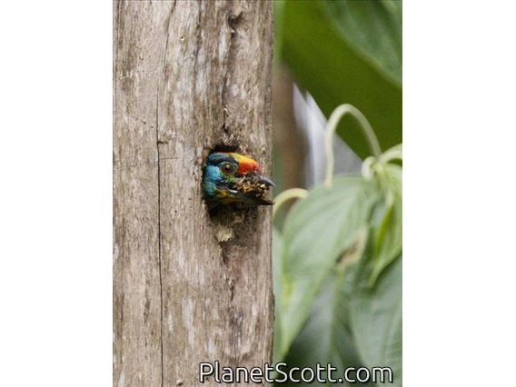 Black-browed Barbet (Psilopogon oorti)