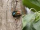 Black-browed Barbet (Psilopogon oorti)
