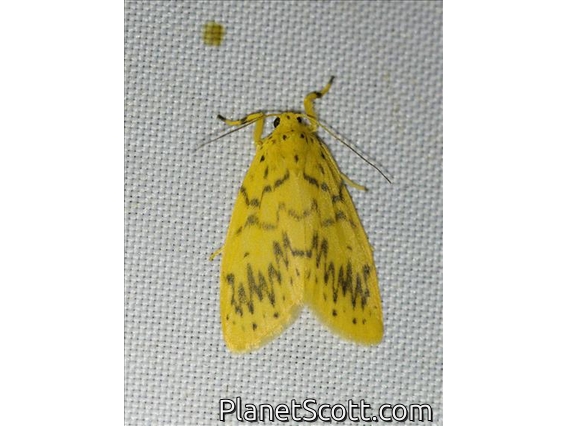 Lichen Moth (Lithosiini sp)
