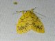Lichen Moth (Lithosiini sp)
