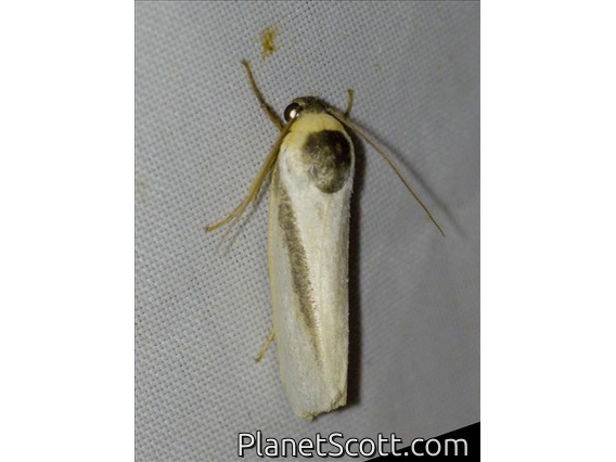 Lichen Moth (Hesudra sp)