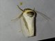 Lichen Moth (Hesudra sp)