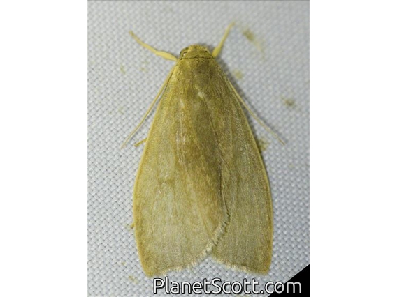 Lichen Moth (Nishada sp)