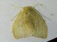 Lichen Moth (Nishada sp)